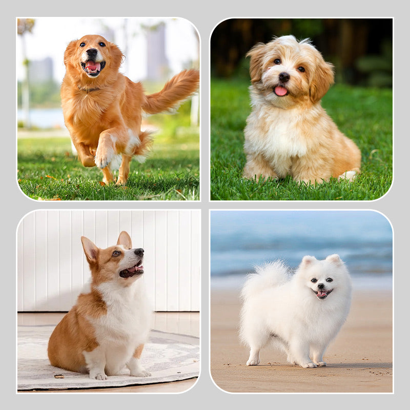 2 Paires de Chaussettes Antidérapantes et Imperméables pour Chiens