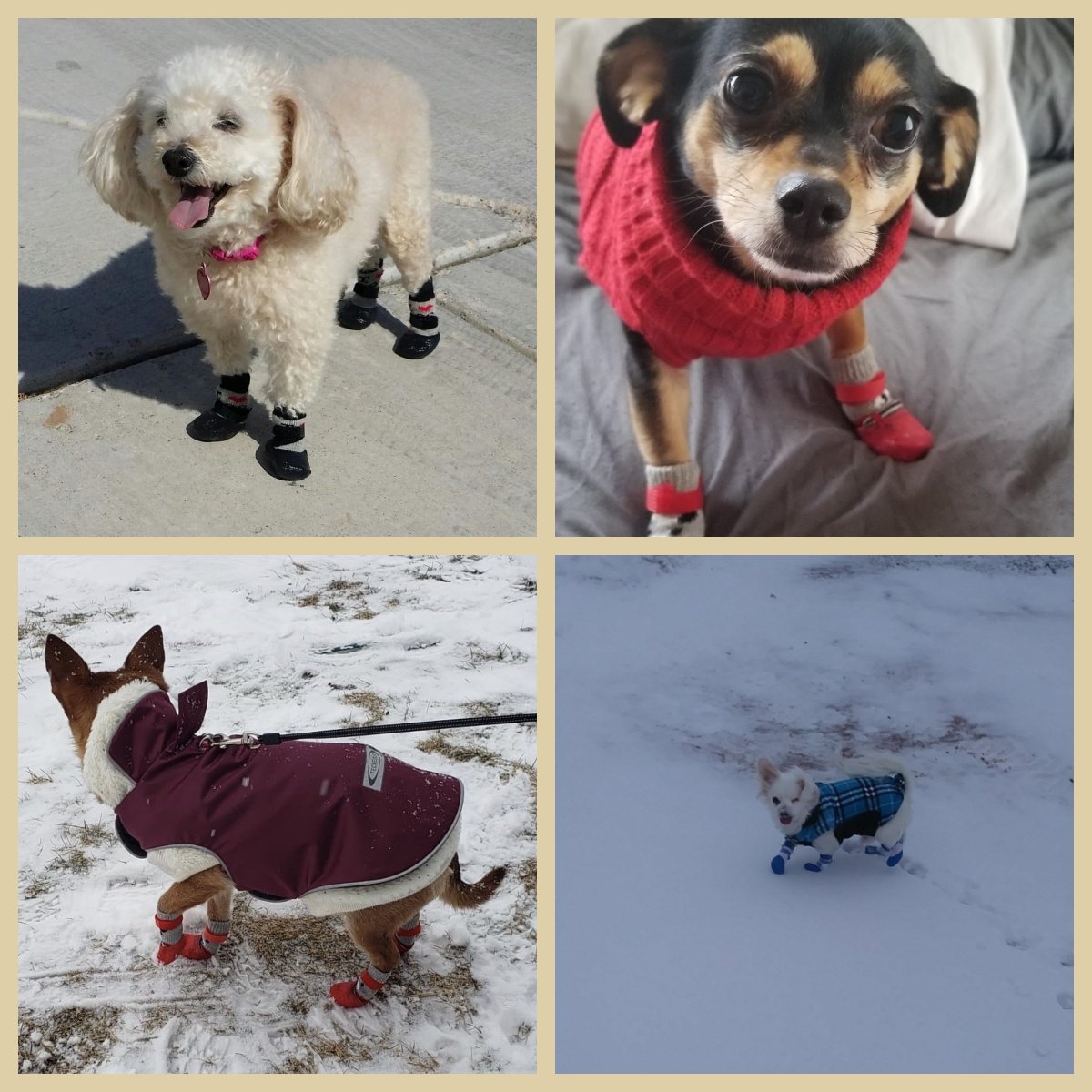 Bottes étanches de protection des pattes pour animaux de compagnie